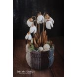 Bakuli Termés Zúzmarás