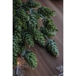 Hamvas Komló - SZÁLAS