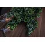 Hamvas Komló - SZÁLAS