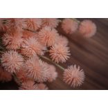 Hamvas Szamárkenyér Barack - Szálas