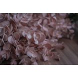 Eukaliptusz Púderrózsaszín - Szálas