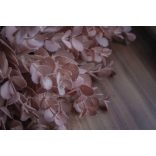 Eukaliptusz Púderrózsaszín - Szálas