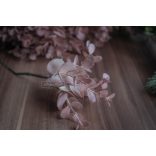 Eukaliptusz Púderrózsaszín - Szálas