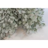 Hamvas Apró Levelek