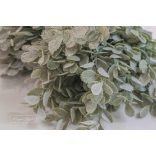 Hamvas Apró Levelek