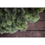 Vörösfenyő Hamvas