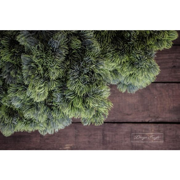 Vörösfenyő Hamvas