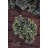 Vörösfenyő Hamvas