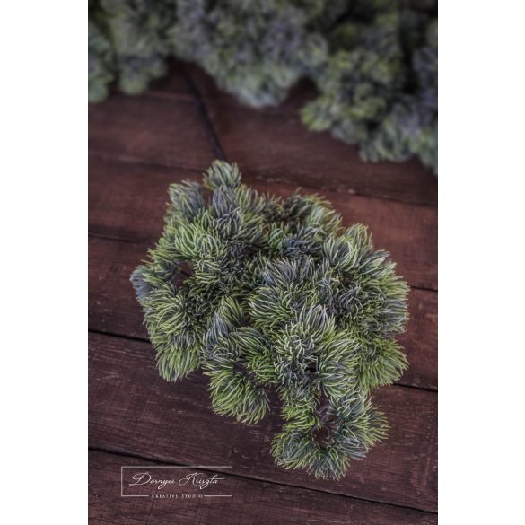 Vörösfenyő Hamvas